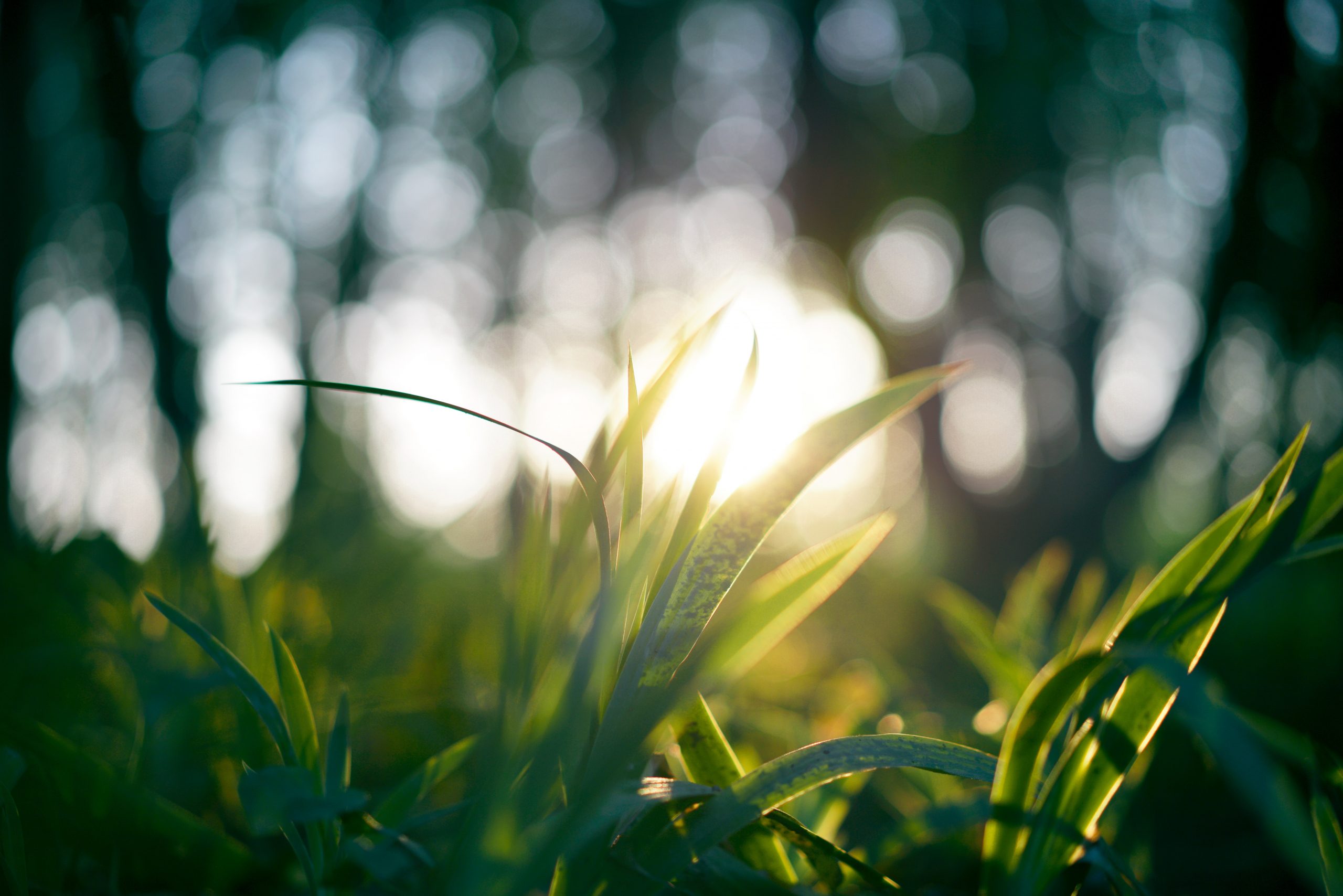 juniperphoton-fdeJQwdmvBU-unsplash